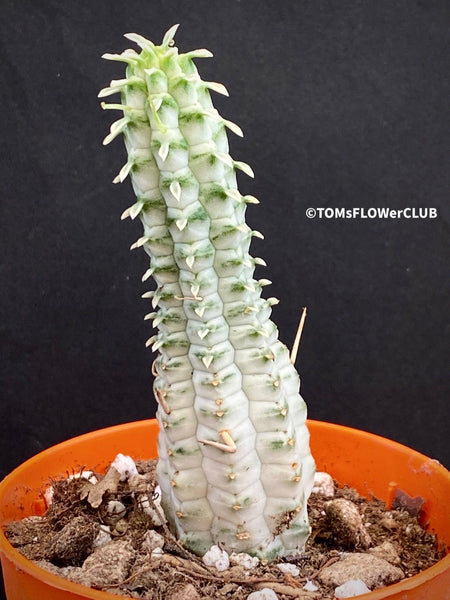 Euphorbia Fimbriata Albo-Variegata, organically grown succulent plants for sale at TOMs FLOWer CLUB.