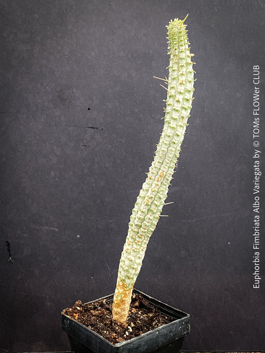 Euphorbia Fimbriata Albo Variegata, organically grown succulent plants for sale at TOMs FLOWer CLUB.