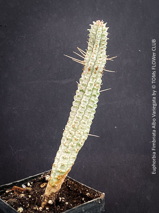 Euphorbia Fimbriata Albo Variegata, organically grown succulent plants for sale at TOMs FLOWer CLUB.