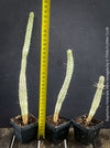 Euphorbia Fimbriata Albo Variegata, organically grown succulent plants for sale at TOMs FLOWer CLUB.