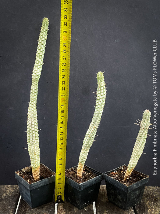 Euphorbia Fimbriata Albo Variegata, organically grown succulent plants for sale at TOMs FLOWer CLUB.