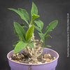 Euphorbia Genoudiana, organically grown succulent plants for sale at TOMsFLOWer CLUB.