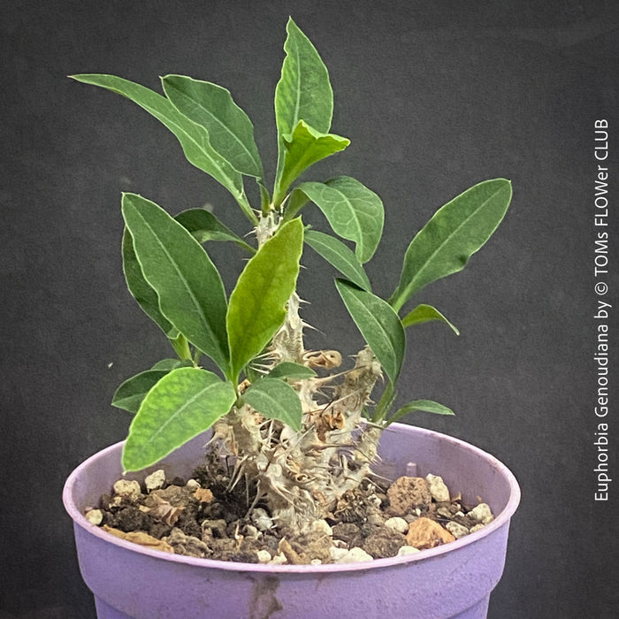 Euphorbia Genoudiana, organically grown succulent plants for sale at TOMsFLOWer CLUB.