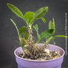 Euphorbia Genoudiana, organically grown succulent plants for sale at TOMsFLOWer CLUB.