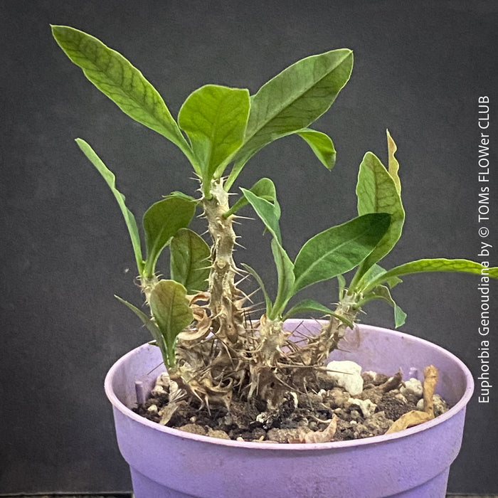 Euphorbia Genoudiana, organically grown succulent plants for sale at TOMsFLOWer CLUB.