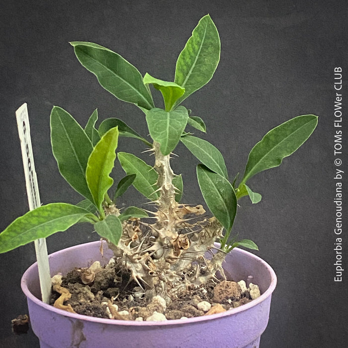 Euphorbia Genoudiana, organically grown succulent plants for sale at TOMsFLOWer CLUB.
