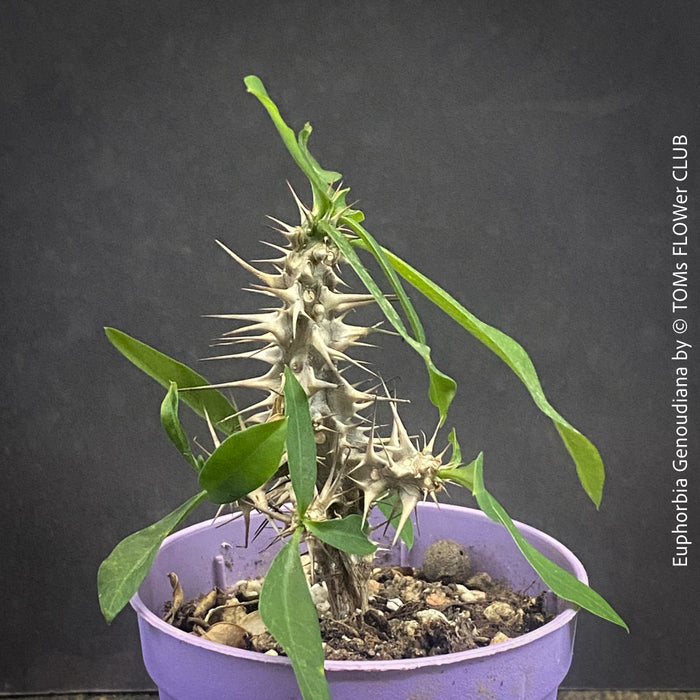 Euphorbia Genoudiana, organically grown succulent plants for sale at TOMsFLOWer CLUB.