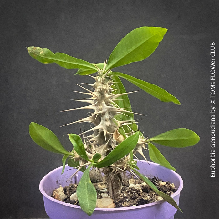 Euphorbia Genoudiana, organically grown succulent plants for sale at TOMsFLOWer CLUB.