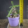 Euphorbia Genoudiana, organically grown succulent plants for sale at TOMsFLOWer CLUB.