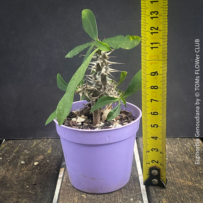 Euphorbia Genoudiana, organically grown succulent plants for sale at TOMsFLOWer CLUB.