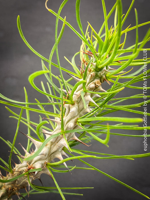 Euphorbia Gottlebei