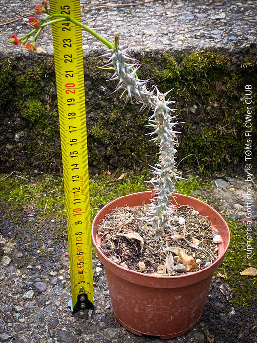 Euphorbia Gottlebei