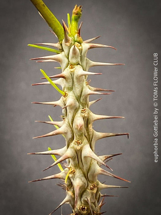 Euphorbia Gottlebei