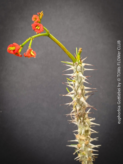 Euphorbia Gottlebei