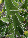 Euphorbia Grandicornis, organically grown succulent plants for sale at TOMs FLOWer CLUB.