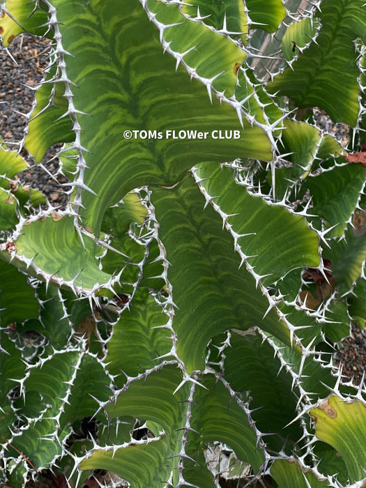 Euphorbia Grandicornis, organically grown succulent plants for sale at TOMs FLOWer CLUB.