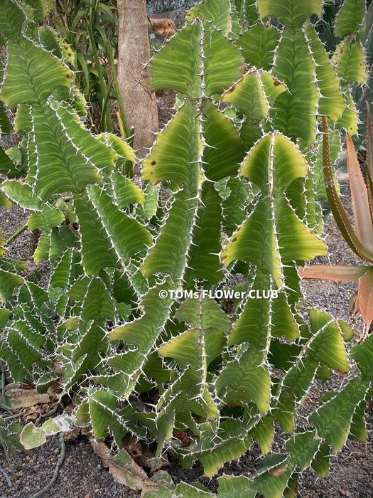 Euphorbia Grandicornis, organically grown succulent plants for sale at TOMs FLOWer CLUB.