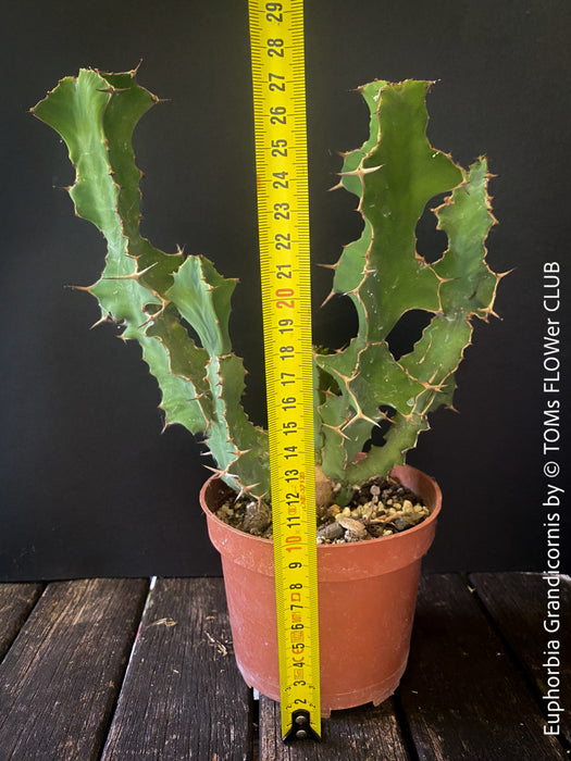 Euphorbia Grandicornis, organically grown succulent plants for sale at TOMs FLOWer CLUB.