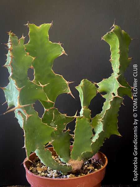 Euphorbia Grandicornis, organically grown succulent plants for sale at TOMs FLOWer CLUB.