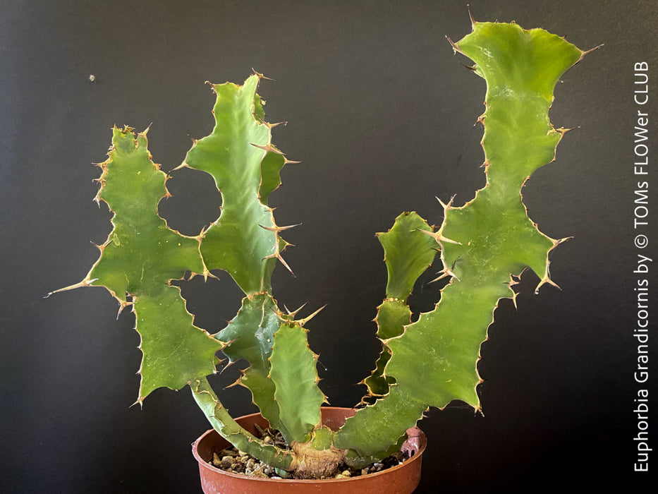 Euphorbia Grandicornis, organically grown succulent plants for sale at TOMs FLOWer CLUB.