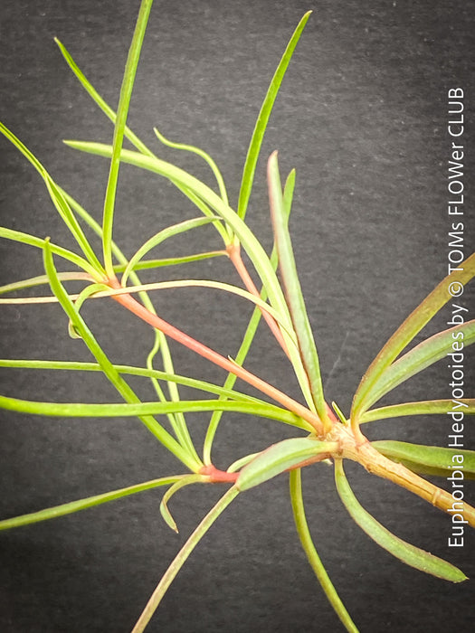 Euphorbia Hedyotoides, organically grown succulent plants from Madagaskar for sale at TOMs FLOWer CLUB.