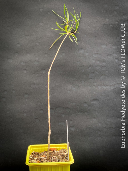 Euphorbia Hedyotoides, organically grown succulent plants from Madagaskar for sale at TOMs FLOWer CLUB.