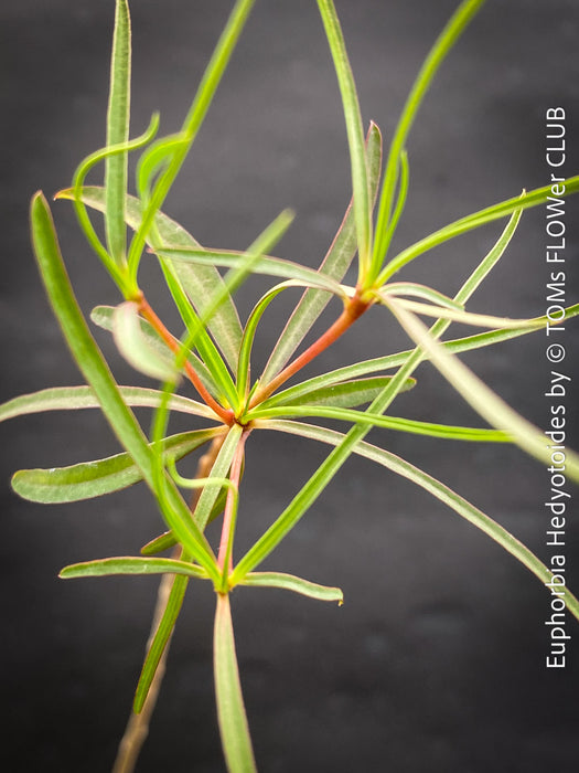 Euphorbia Hedyotoides, organically grown succulent plants from Madagaskar for sale at TOMs FLOWer CLUB.