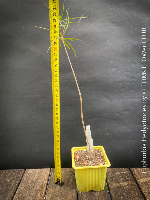 Euphorbia Hedyotoides, organically grown succulent plants from Madagaskar for sale at TOMs FLOWer CLUB.