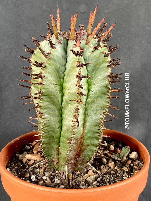 Euphorbia Horrida