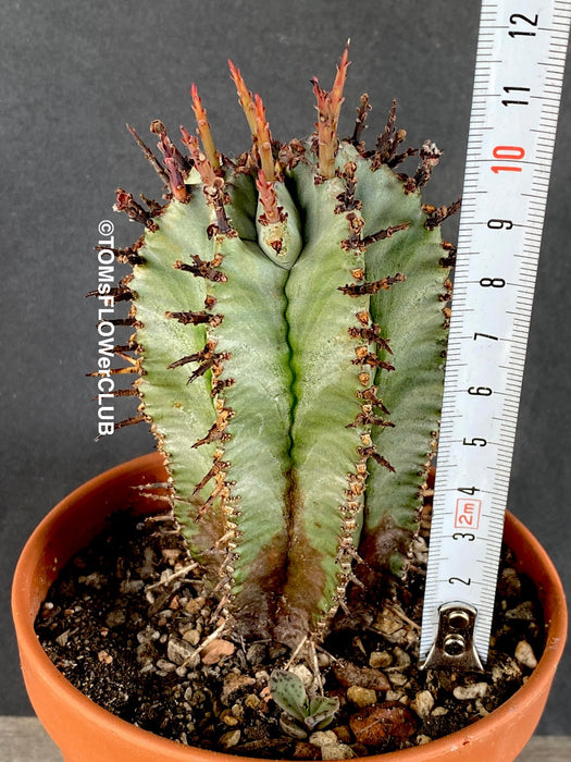 Euphorbia Horrida