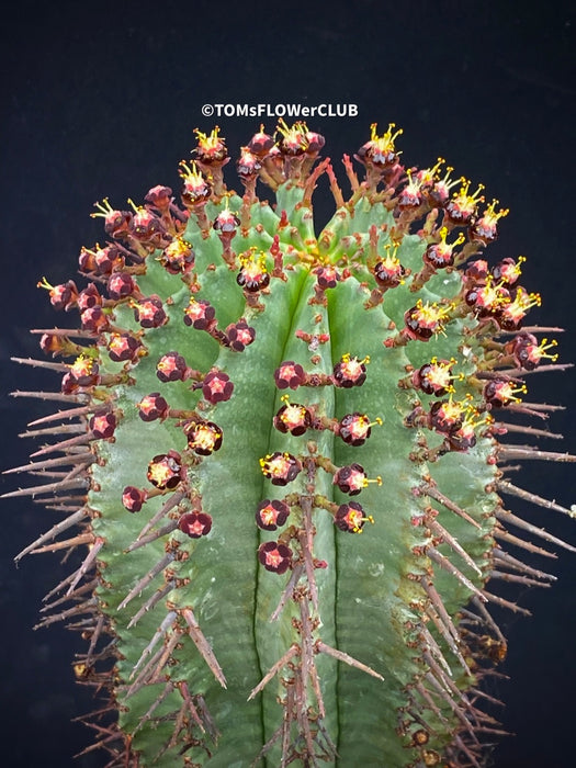 Euphorbia Horrida