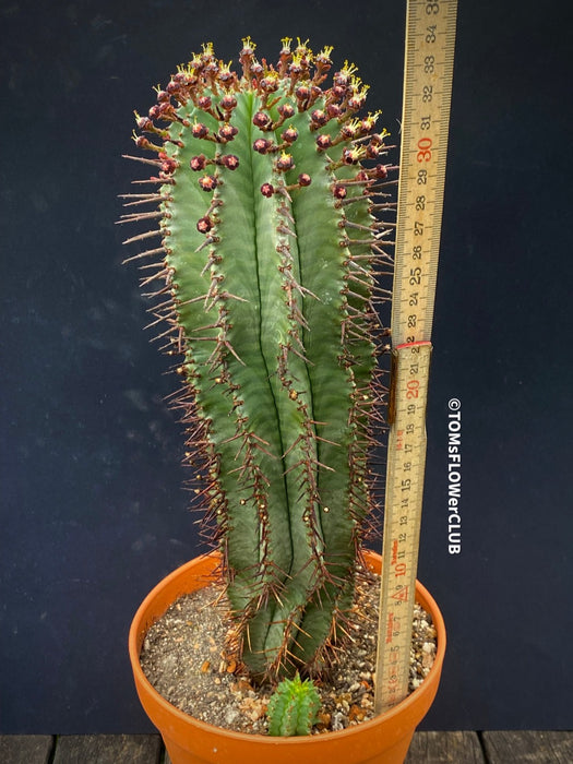 Euphorbia Horrida