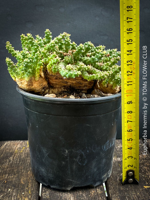 Euphorbia Inermis, Medusa's Head, organically grown South African succulent plants for sale at TOMs FLOWer CLUB.