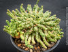 Euphorbia Inermis, Medusa's Head, organically grown South African succulent plants for sale at TOMs FLOWer CLUB.