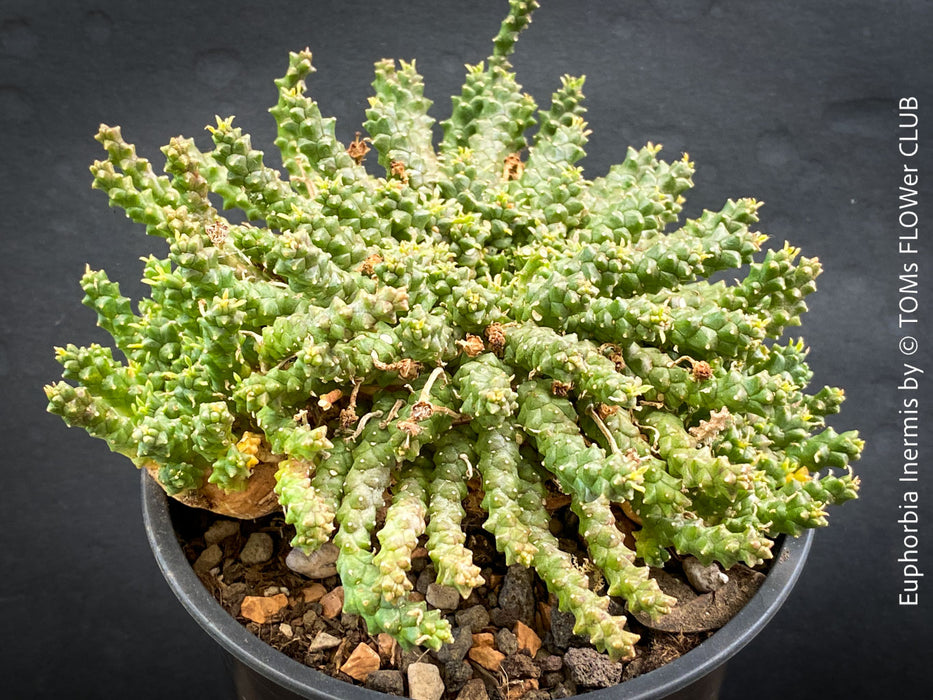 Euphorbia Inermis, Medusa's Head, organically grown South African succulent plants for sale at TOMs FLOWer CLUB.