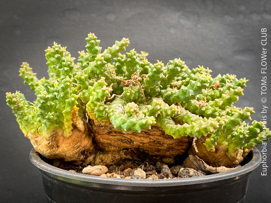 Euphorbia Inermis, Medusa's Head, organically grown South African succulent plants for sale at TOMs FLOWer CLUB.