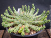 Euphorbia Inermis, Medusa's Head, organically grown South African succulent plants for sale at TOMs FLOWer CLUB.