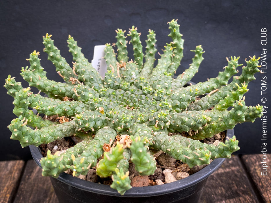 Euphorbia Inermis, Medusa's Head, organically grown South African succulent plants for sale at TOMs FLOWer CLUB.