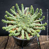 Euphorbia Inermis, Medusa's Head, organically grown South African succulent plants for sale at TOMs FLOWer CLUB.
