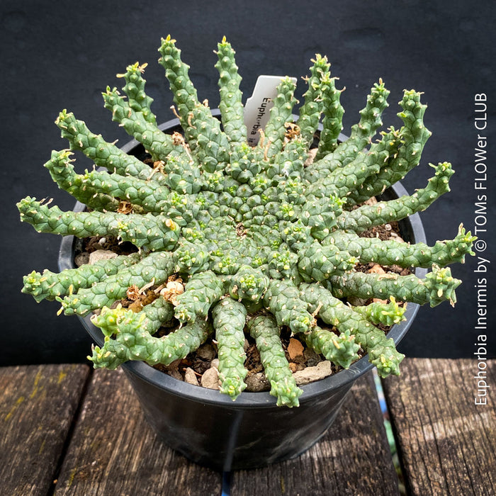 Euphorbia Inermis, Medusa's Head, organically grown South African succulent plants for sale at TOMs FLOWer CLUB.