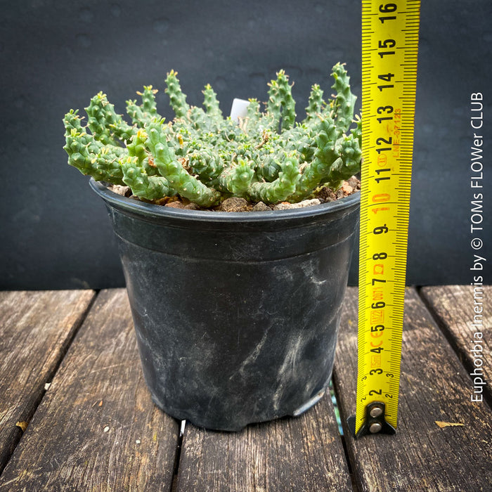 Euphorbia Inermis, Medusa's Head, organically grown South African succulent plants for sale at TOMs FLOWer CLUB.