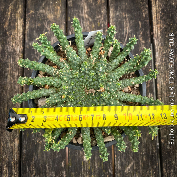 Euphorbia Inermis, Medusa's Head, organically grown South African succulent plants for sale at TOMs FLOWer CLUB.