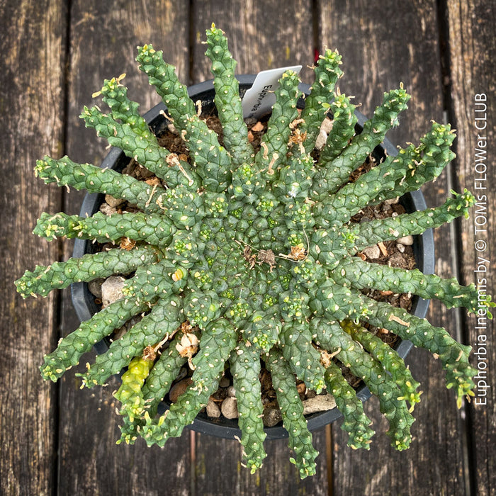 Euphorbia Inermis, Medusa's Head, organically grown South African succulent plants for sale at TOMs FLOWer CLUB.