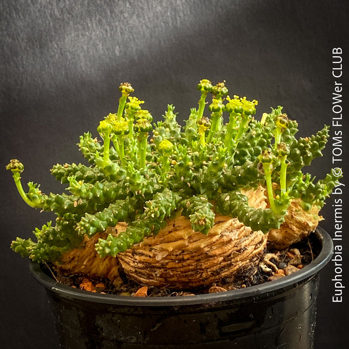 Euphorbia Inermis, Medusa's Head, organically grown South African succulent plants for sale at TOMs FLOWer CLUB.