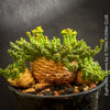 Euphorbia Inermis, Medusa's Head, organically grown South African succulent plants for sale at TOMs FLOWer CLUB.