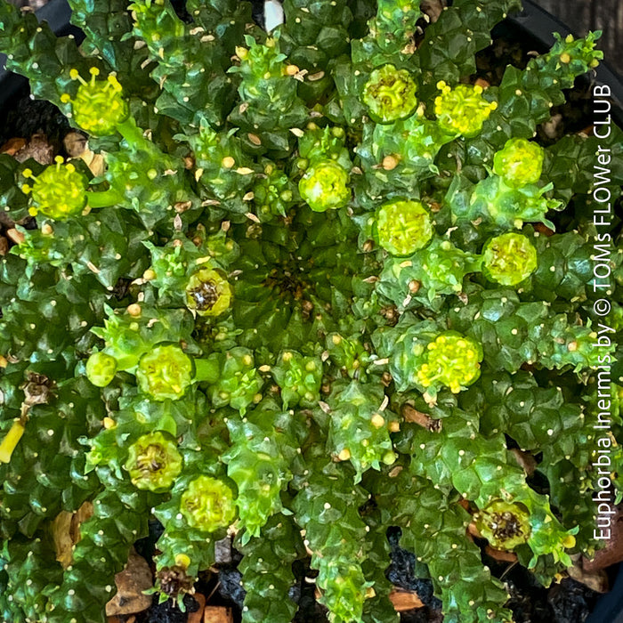 Yellow flowering Euphorbia Inermis, Medusa's Head, organically grown South African succulent plants for sale at TOMs FLOWer CLUB.