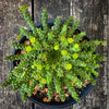 Euphorbia Inermis, Medusa's Head, organically grown South African succulent plants for sale at TOMs FLOWer CLUB.