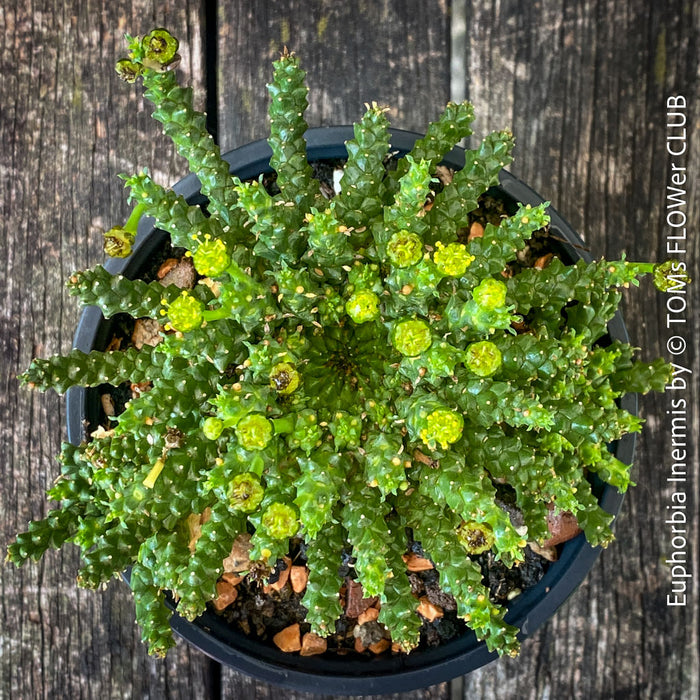 Euphorbia Inermis, Medusa's Head, organically grown South African succulent plants for sale at TOMs FLOWer CLUB.