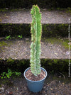 Euphorbia Ingens Albo Variegata, Marmorata, Kandelaber-Euphorbie Zimmerpflanze Sukkulente Marmorierung Graue Pflanze Weiße Pflanze Sonnenliebend Pflegeleicht Giftige Pflanze Zimmerpflanzenversand Online-Pflanzenkauf Topfpflanze Einfache Pflege Exotische Pflanze Indoor plant Succulent Marbling Grey plant White plant Sun-loving Low-maintenance Toxic plant Indoor plant delivery Online plant purchase Potted plant Easy care Exotic plant TOMS FLOWer CLUB