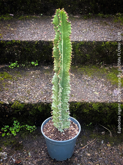 Euphorbia Ingens Albo Variegata, Marmorata, Kandelaber-Euphorbie Zimmerpflanze Sukkulente Marmorierung Graue Pflanze Weiße Pflanze Sonnenliebend Pflegeleicht Giftige Pflanze Zimmerpflanzenversand Online-Pflanzenkauf Topfpflanze Einfache Pflege Exotische Pflanze Indoor plant Succulent Marbling Grey plant White plant Sun-loving Low-maintenance Toxic plant Indoor plant delivery Online plant purchase Potted plant Easy care Exotic plant TOMS FLOWer CLUB